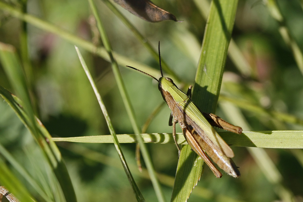 Le Criquet verte-échine (Chortippus dorsatus)