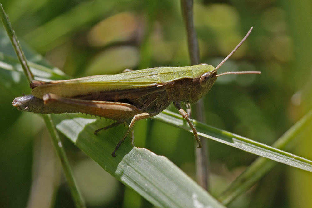 Le Criquet verte-échine (Chortippus dorsatus)