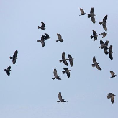 Choucas des tours  (Corvus monedula)