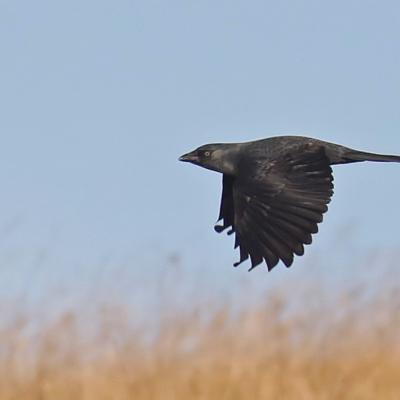 Choucas des tours (Corvus monedula)
