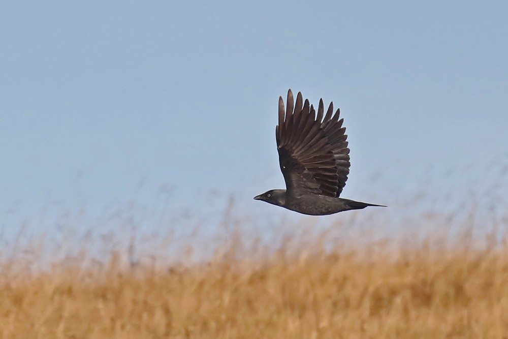 Choucas des tours (Corvus monedula)