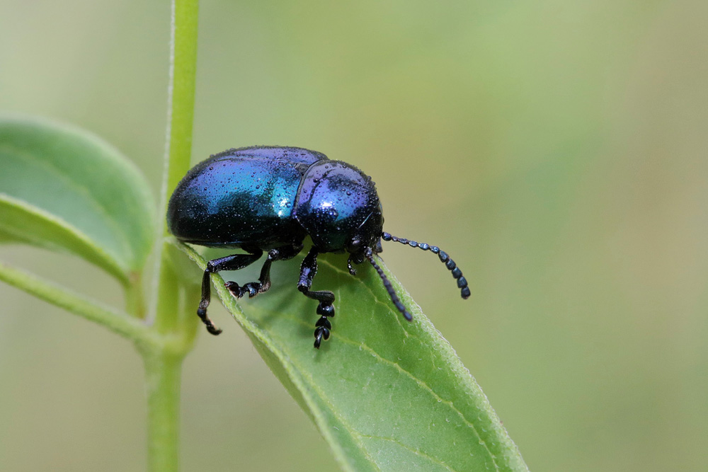 Chrysomèle Eumolpe de l'asclépiade (Chrysochus asclepiadeus)