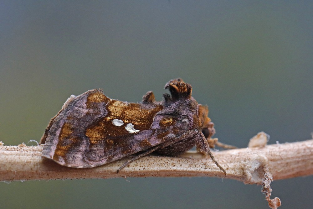La Plusie chalcite ou Noctuelle de l'artichaut  (Chrysodeixis chalcites)