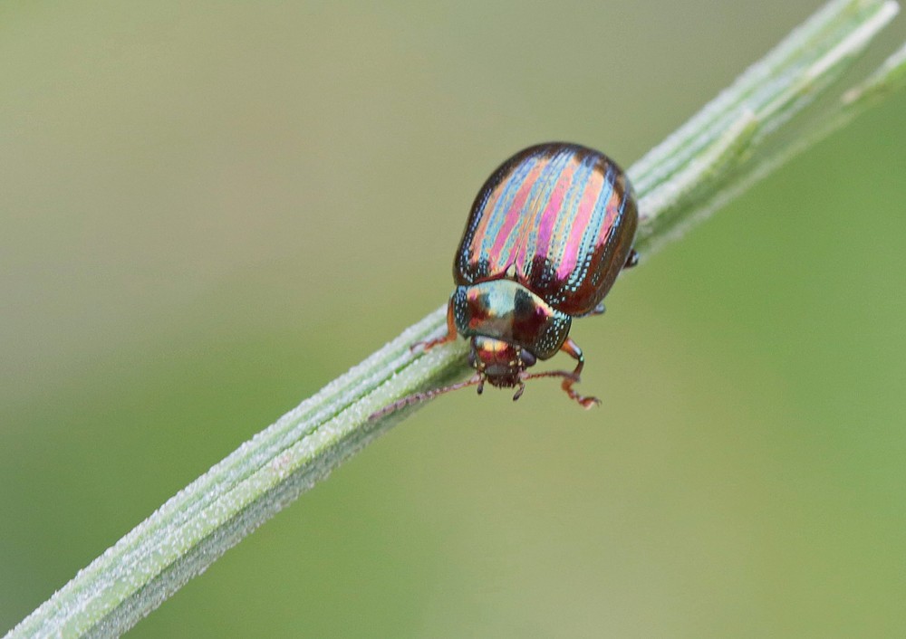 Chrysomèle du romarin (Chrysolina americana)