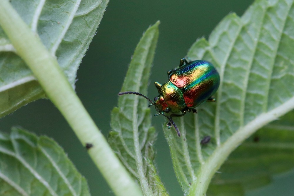 Chrysomèle du galéopsis (Chrysolina fastuosa)