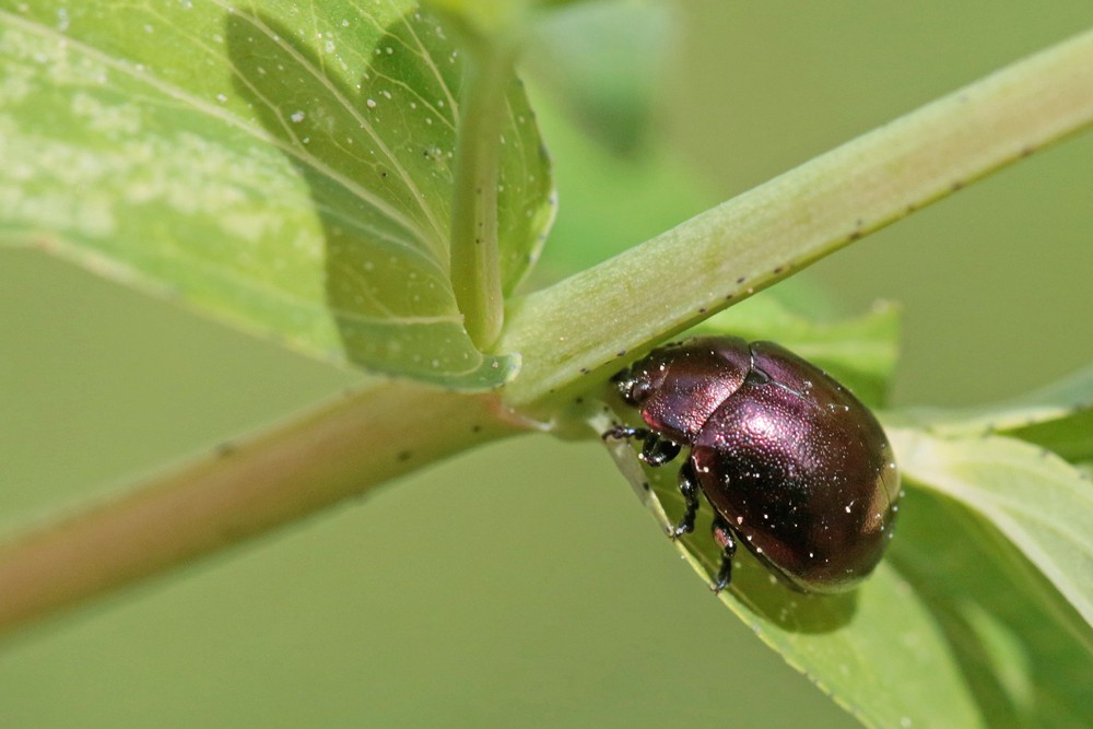 Chrysomèle variée ou Petite chrysomèle (Chrysolina varians)