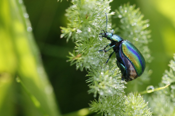 Chrysomèle (Oreina sp.)