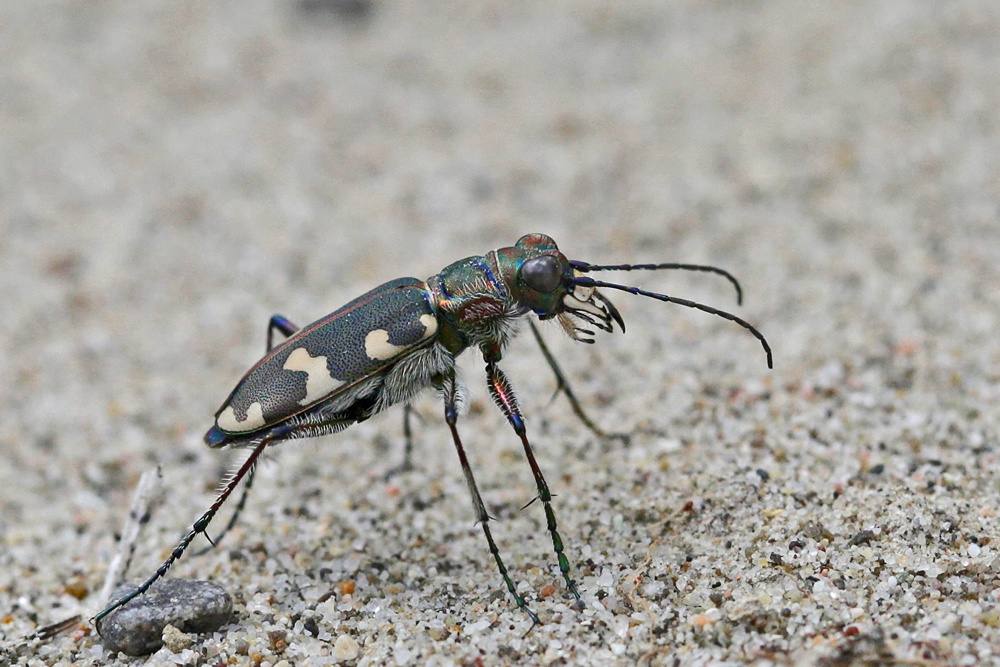 Cicindèle hybride (Cicindela hybrida)