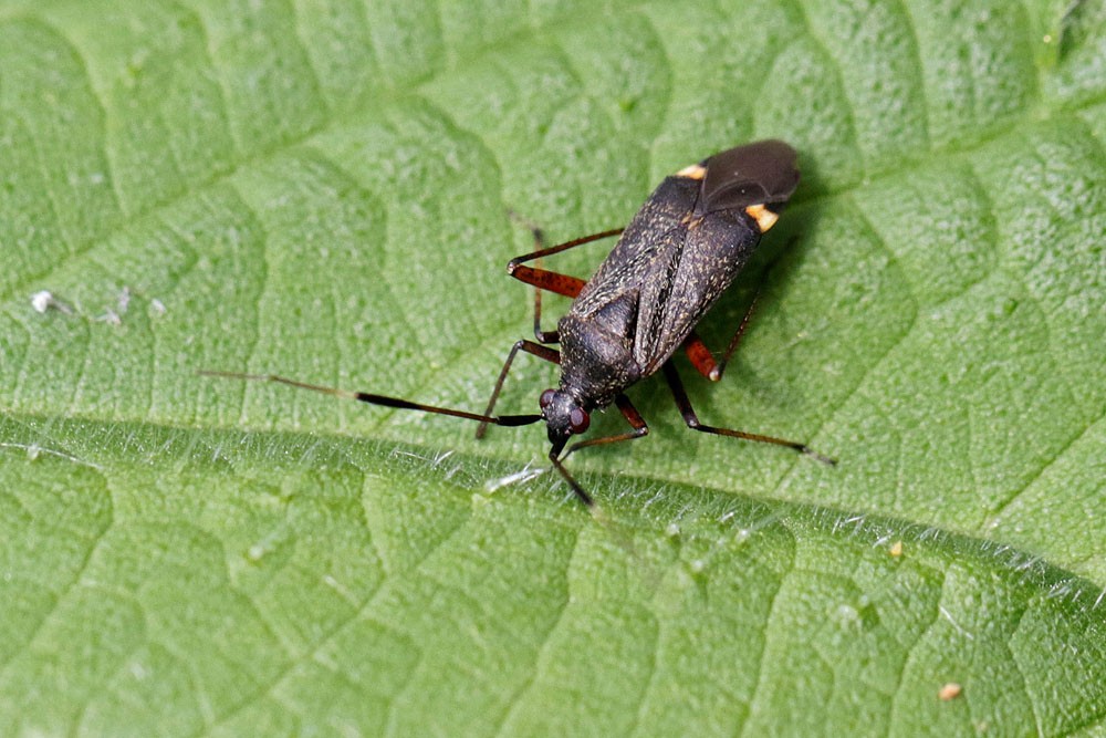 Closterotomus biclavatus  adulte.