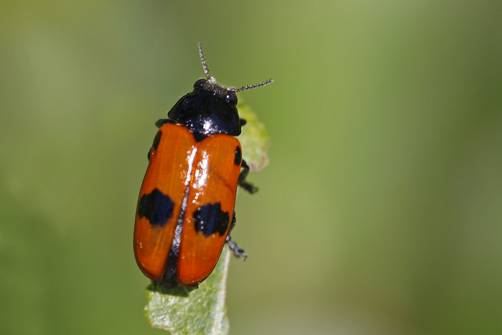 Le Clytre des saules (Clytra laeviuscula)