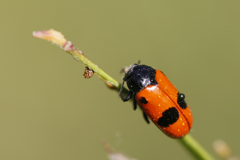 Le Clytre des saules (Clytra laeviuscula)