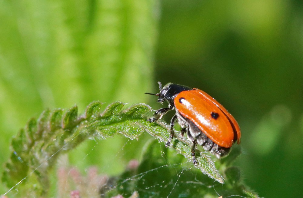 Clytre à 4 points (Clytra quadripunctata)