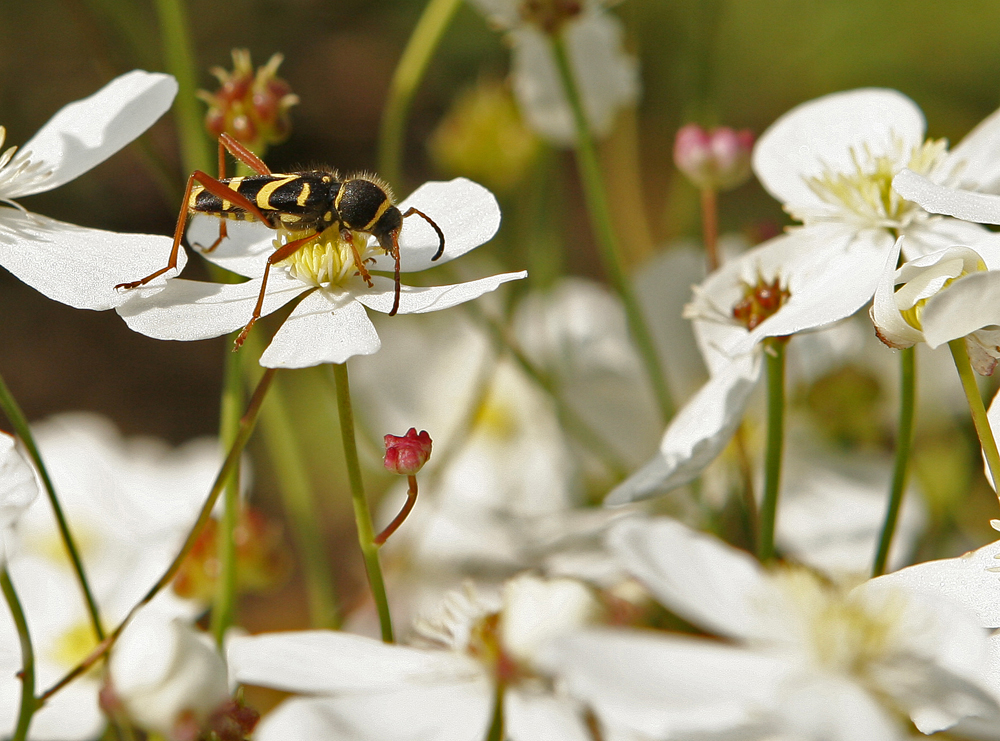 Clyte bélier (Clytus arietis)