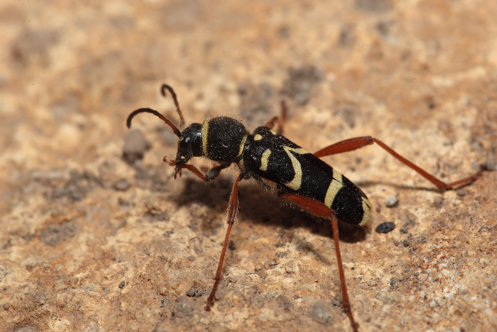 Clyte bélier (Clytus arietis)