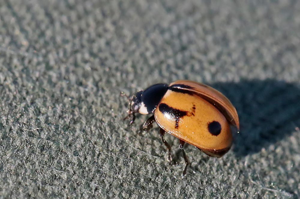 Coccinelle à hyéroglyphes (Coccinella hieroglyphica)