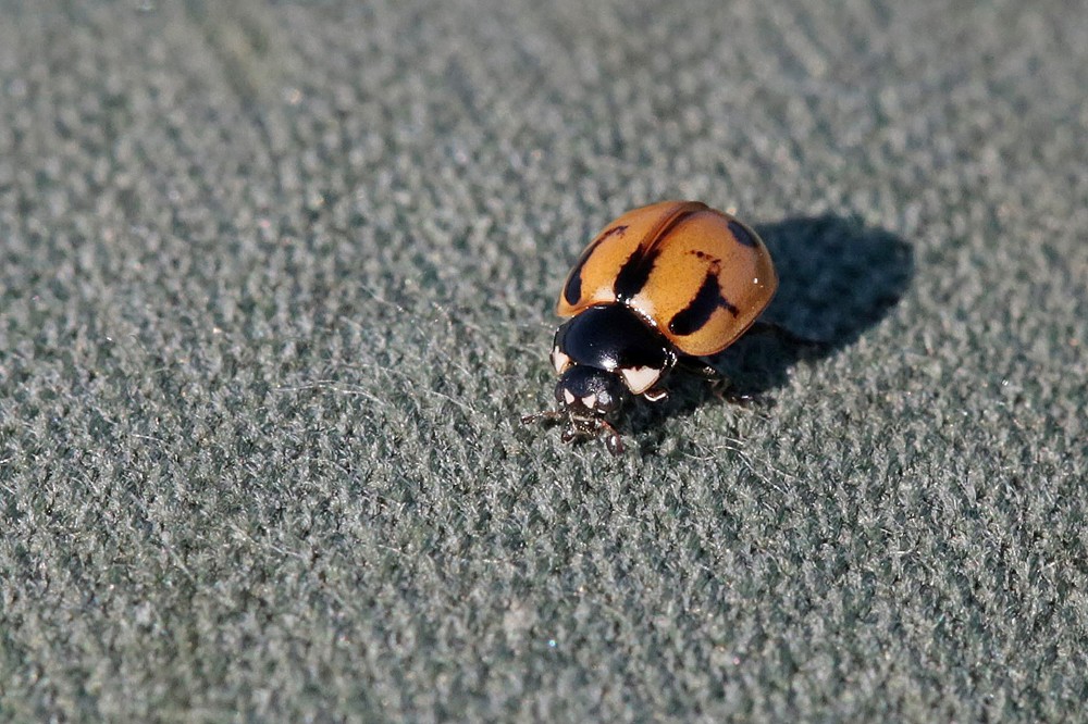 Coccinelle à hyéroglyphes (Coccinella hieroglyphica)