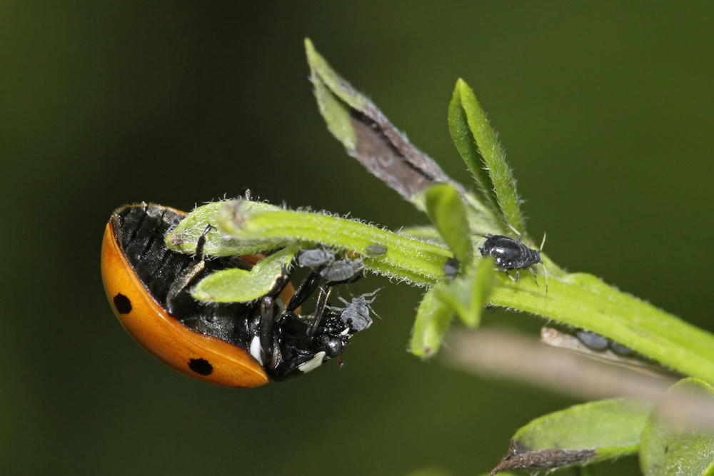 Coccinelle à 7 points (Coccinella septempunctata)
