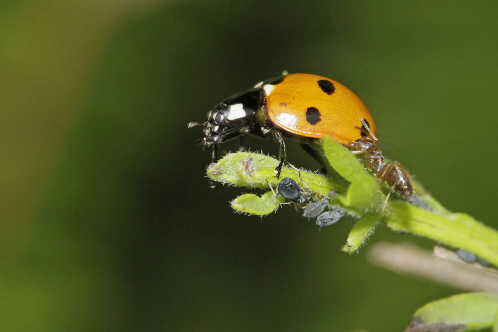 Coccinelle à 7 points (Coccinella septempunctata)