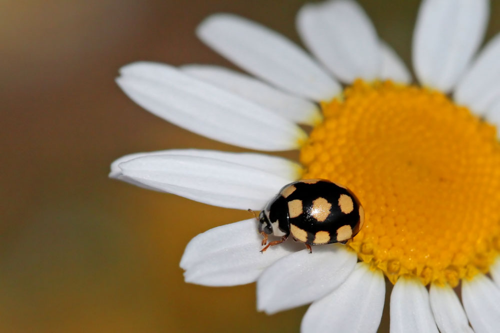 Coccinule à 14 points (Coccinula quatuordecimpustulata)