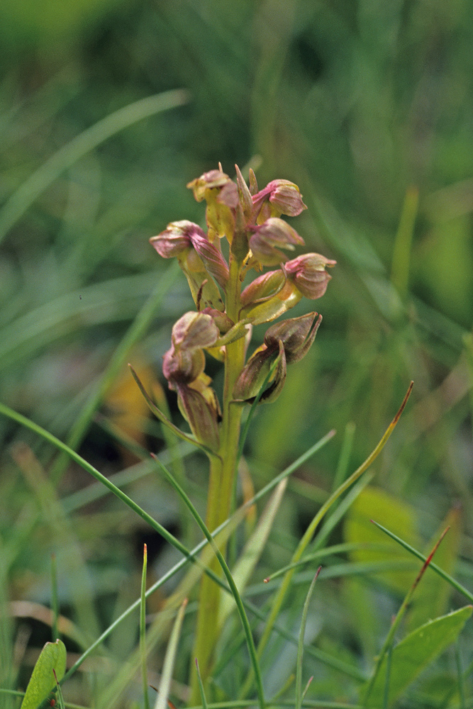 Orchis grenouille (Coeloglossum viride)