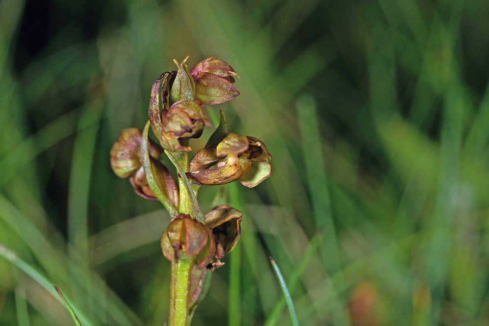 Orchis grenouille (Coeloglossum viride)