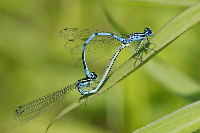 Agrion bleu (Coenagrion puella) couple