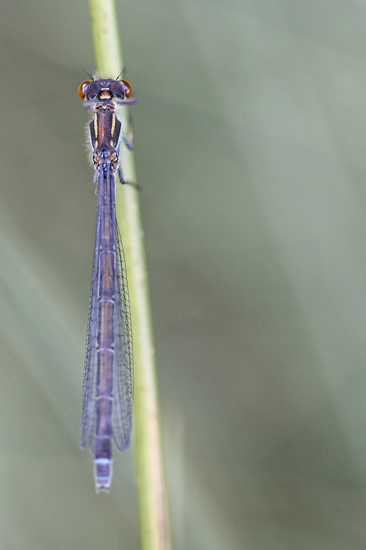 Agrion bleu (Coenagrion puella) femelle.