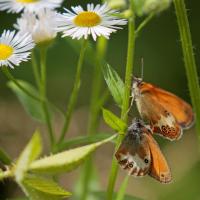 Le Céphale (Coenympha arcania )