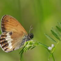 Le Céphale (Coenympha arcania )