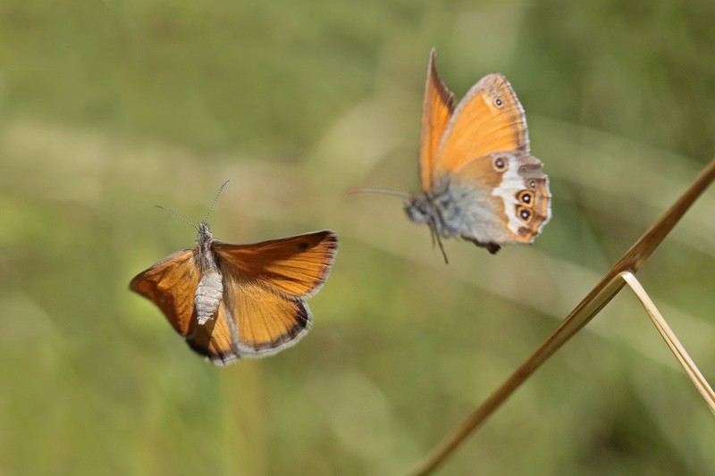 Parade entre 2 espèces différentes Céphale x Procris