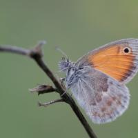 Le Fadet commun  ou Procris (Coenympha pamphilus)