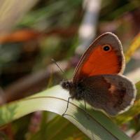 Le Fadet commun  ou Procris (Coenympha pamphilus)