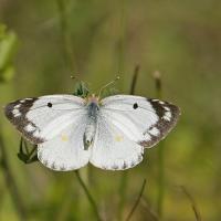 Le Fluoré (Colias alfacariensis) femelle