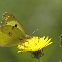 Le Fluoré (Colias alfacariensis)