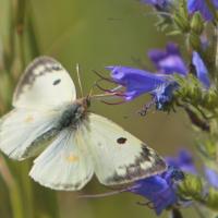 Le Fluoré (Colias alfacariensis)