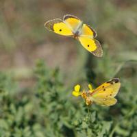 Le Souci (Colias crocea)