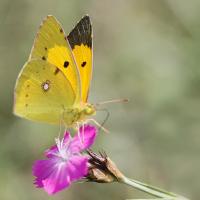 Le Souci (Colias crocea)