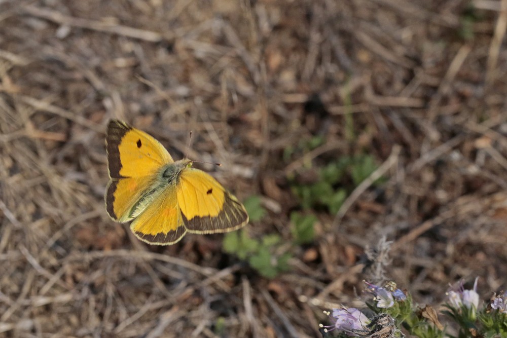 Le Souci (Colias crocea)