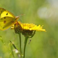 Le Souci (Colias crocea)