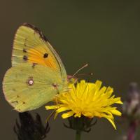 Le Souci (Colias crocea)