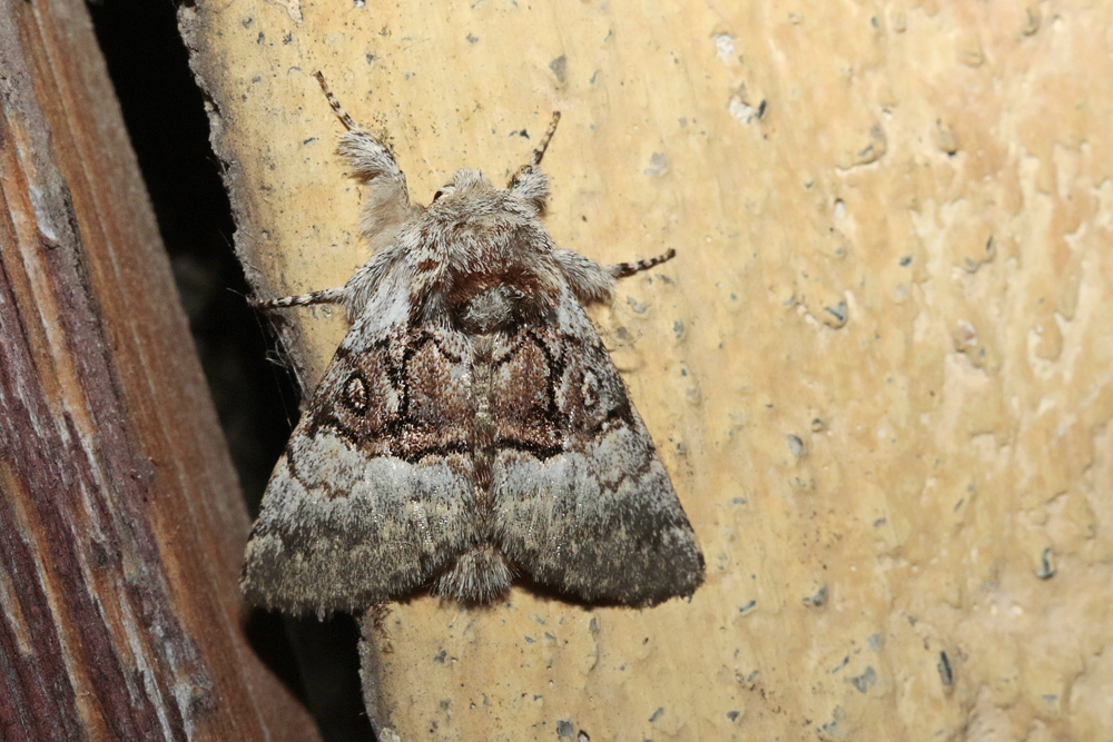 La Noctuelle du coudrier (Colocasia  coryli) 