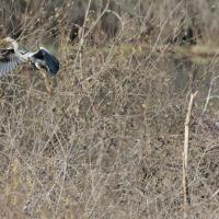 Héron cendré (Ardea cinerea)