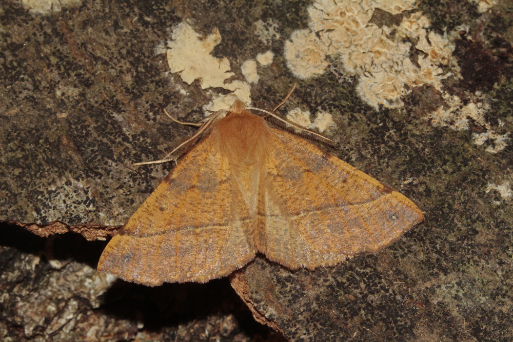 La Phalène emplumée (Colotois pennaria)