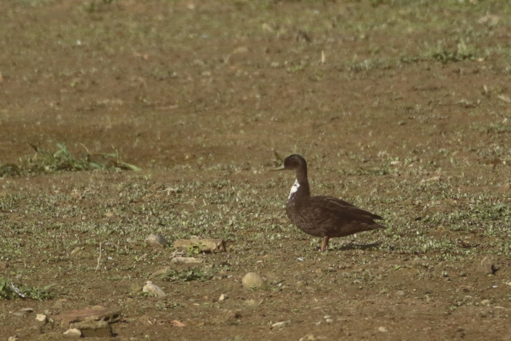 Canard de Duclair