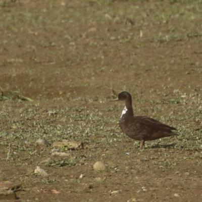 Canard de Duclair