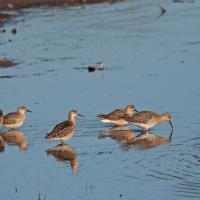 Combattants variés (Philomachus pugnax)