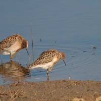 Combattants variés (Philomachus pugnax)