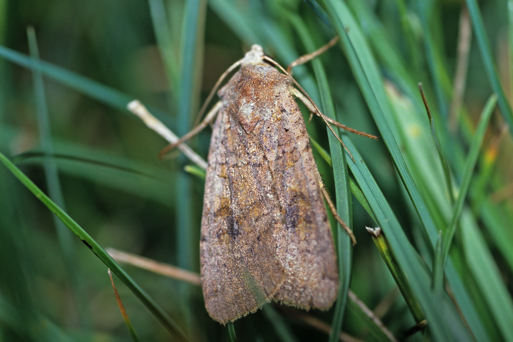 L'Orrhodie de l'airelle (Conistra vaccinii)