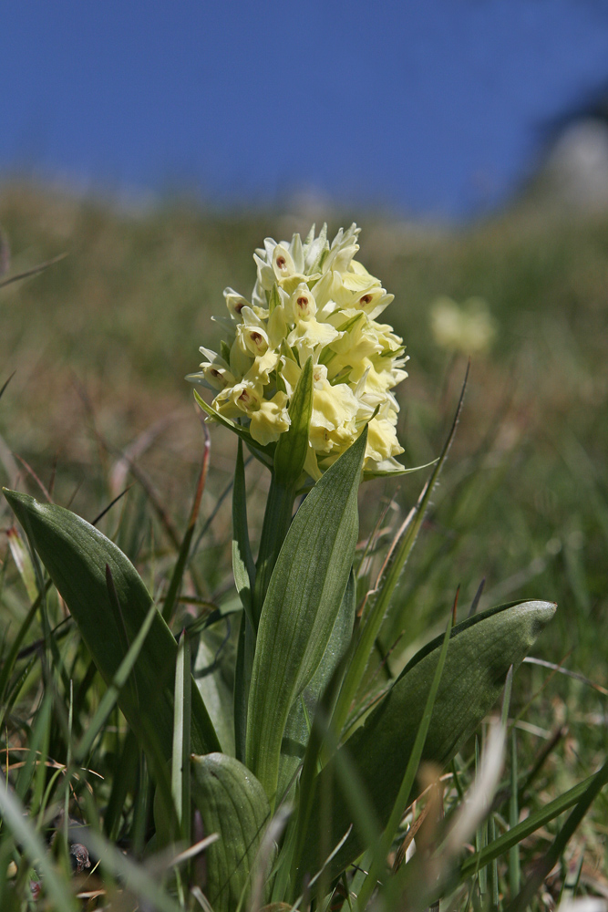 Orchis sureau (Orchis sambucina)