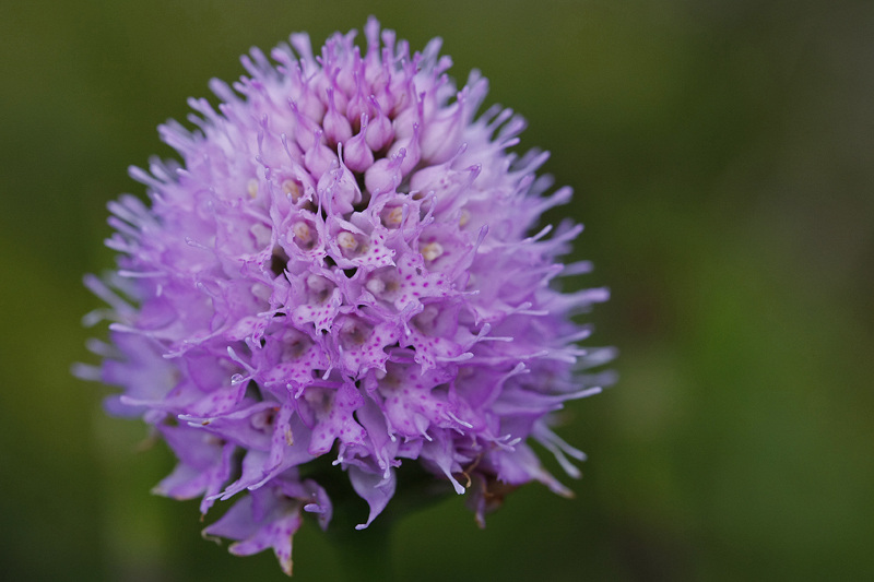 Orchis globuleux (Traunsteneira globosa)